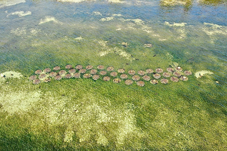 An aerial shot of an artificial reef