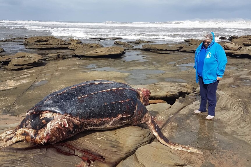 woman stands next to giant turtle