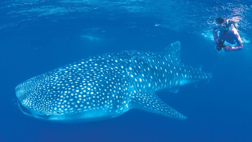 Whale shark, Ningaloo Reef