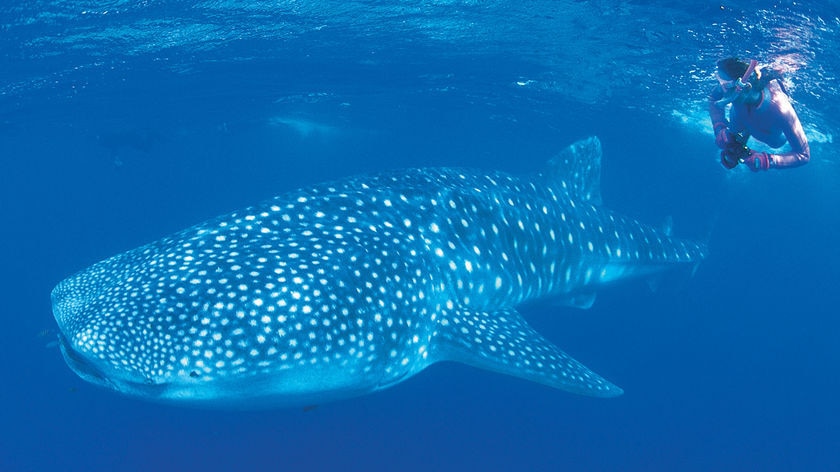 A snorkeller watches as a whale shark swims past at Ningaloo Reef.