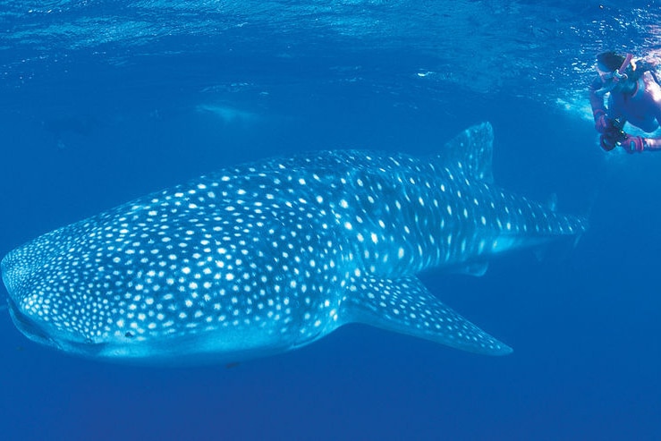 Whale shark, Ningaloo Reef