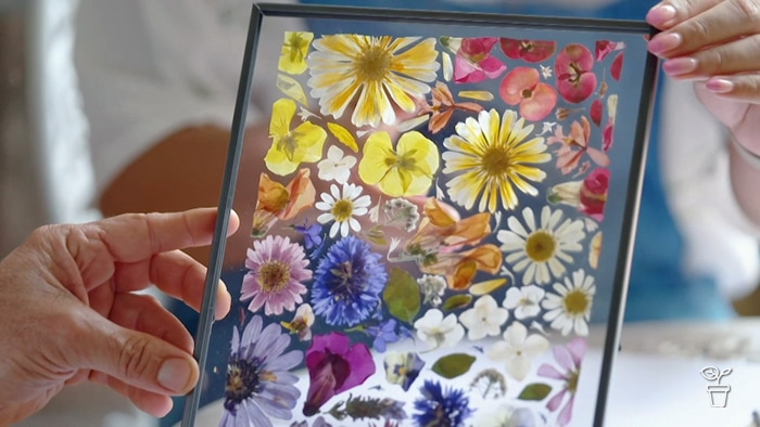 Pressed flowers in a clear glass frame.