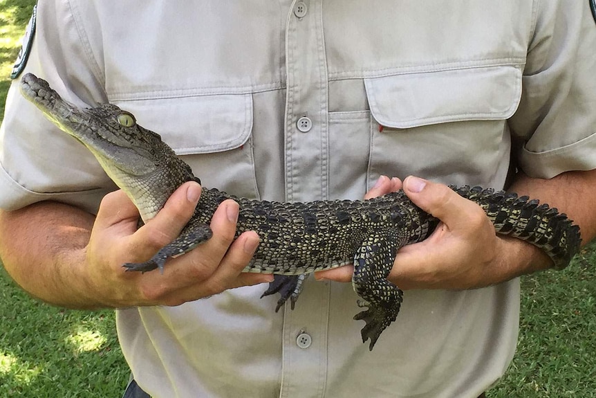 The baby crocodile is in the care of the David Fleay Wildlife Park at Burleigh Heads.