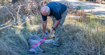 Marking the roo