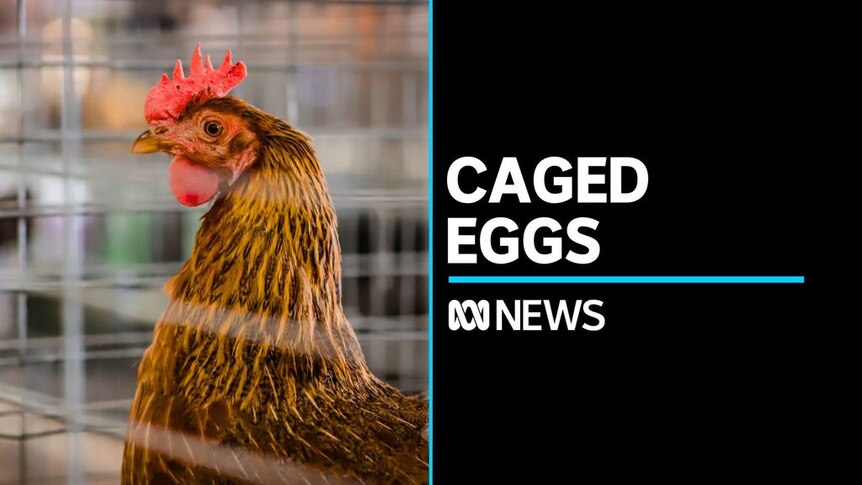 Government releases policy to phase out battery eggs by 2036 - ABC News