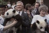 Bob Hawke and Hazel Hawke hold two panda cubs as people watch and take photos.