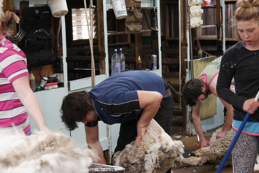 two male shearers work while a female shed hand and wool classer remove a previous fleece