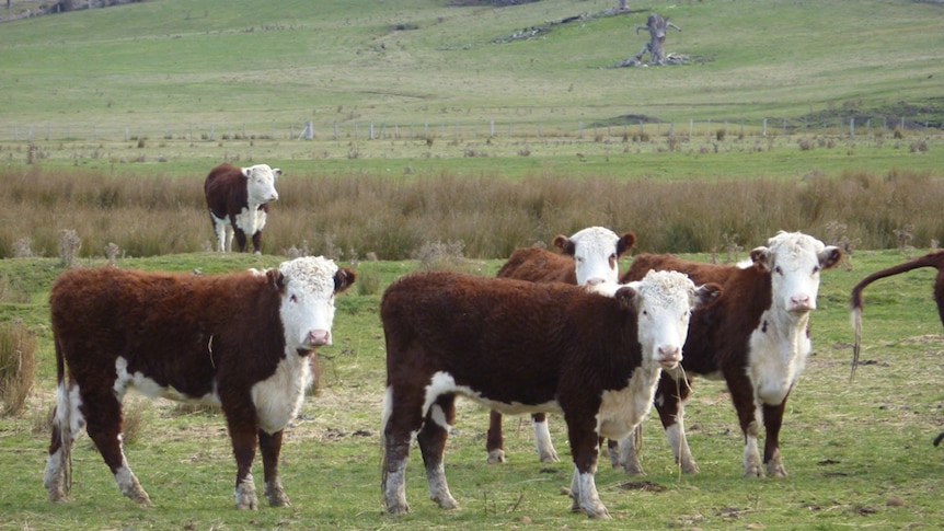 Healthy cattle grazing on a Tasmanian property