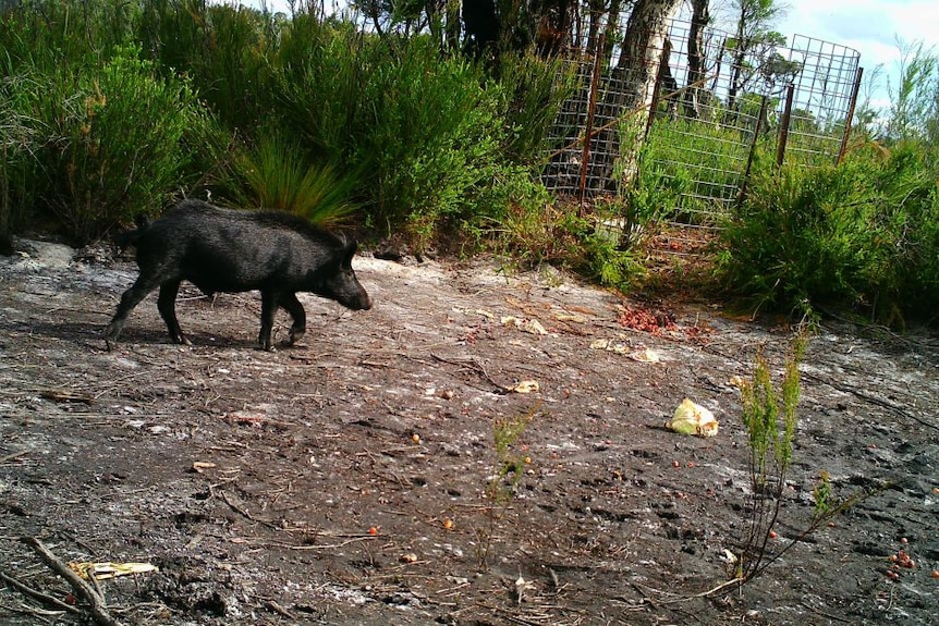A feral pig is caught on surveillance tape in the South West of WA.