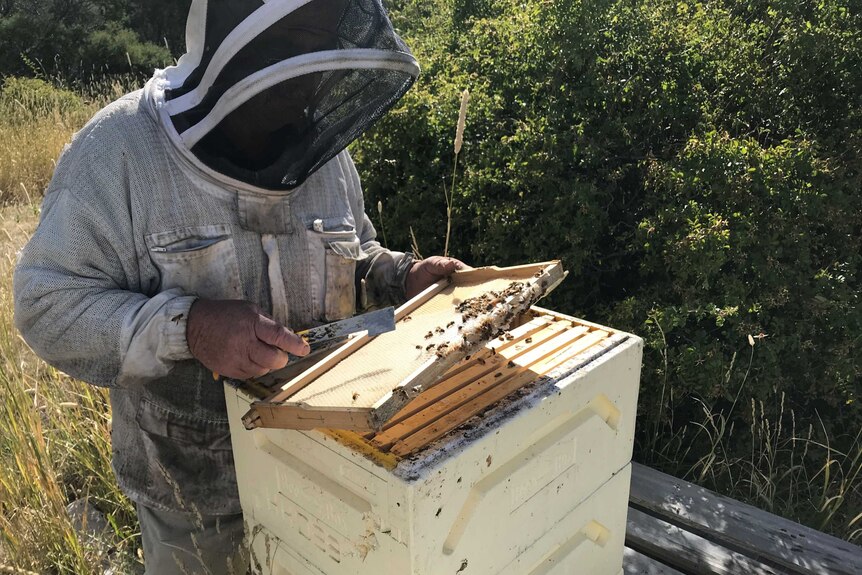A man in protective clothing inspects a hive.