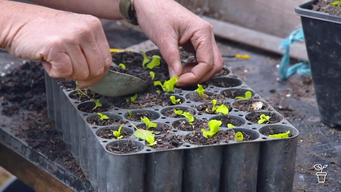 Seedlings being planted into a black seedling tray