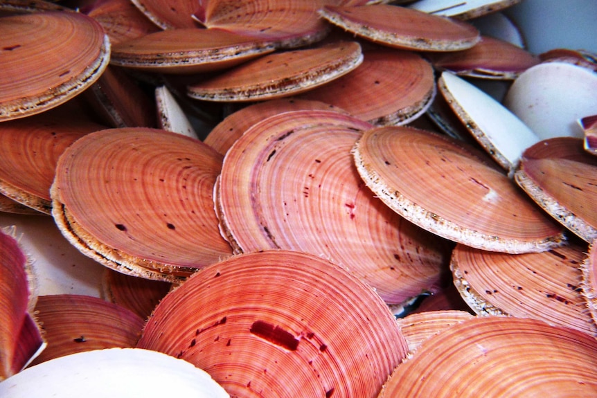 Scallop season