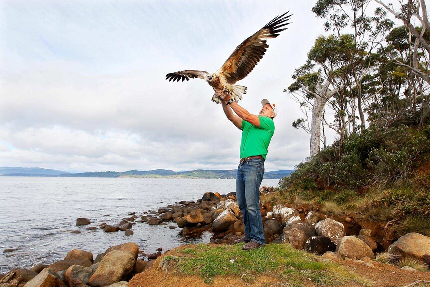 Man standing on coastline releases wedge tailed eagle into the air.