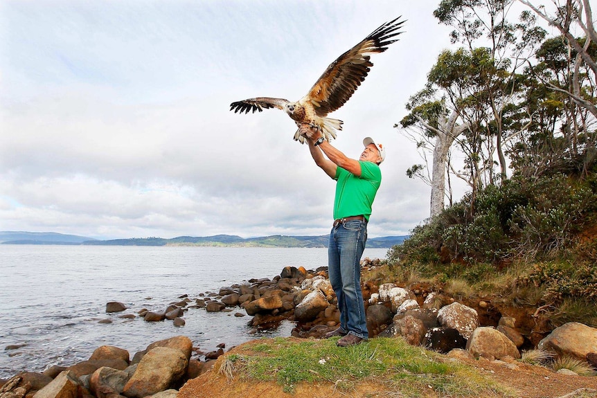 Man standing on coastline releases wedge tailed eagle into the air.