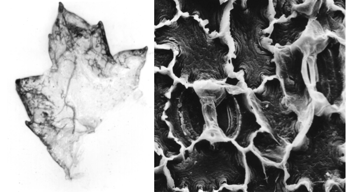 two black and white photos of fossils, one highly magnified