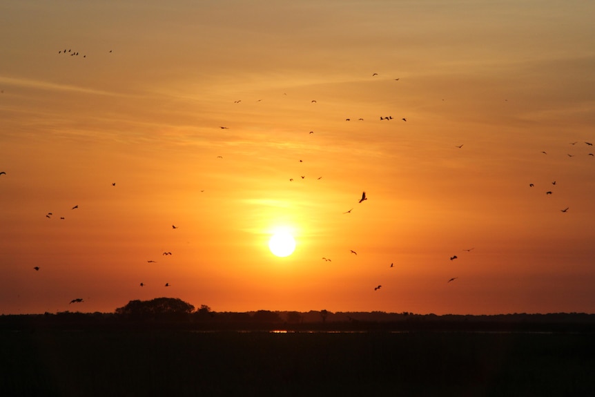 Birds fly over Harrison Dam at dawn