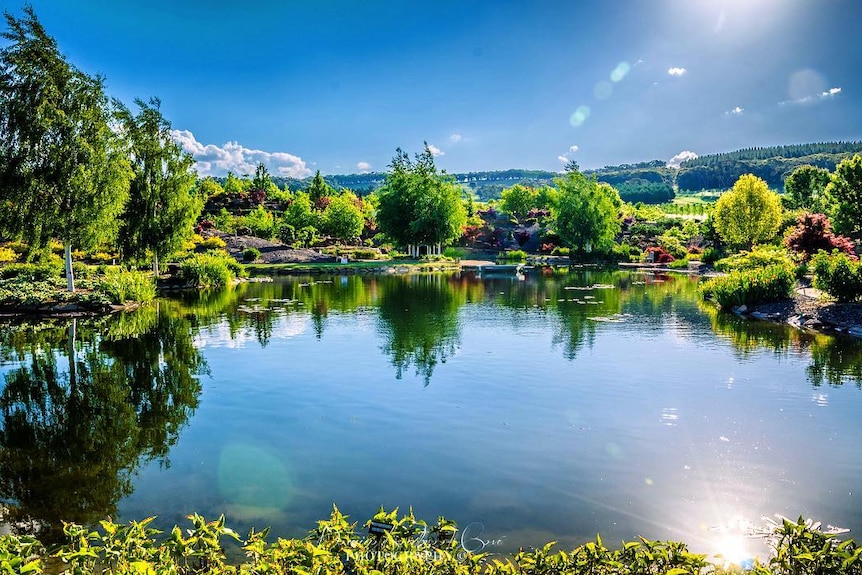 a water garden, surrounded by silver birch trees and farmland