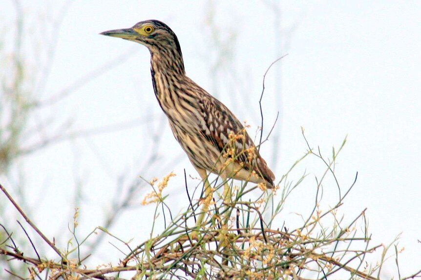 A Juvenile Night Heron perched on a branch.