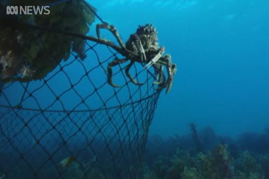 An underwater photo of a spider crab sitting on a net in a blue ocean.