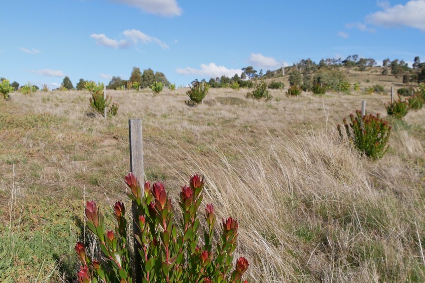 A paddock with red leucadendron shrubs.