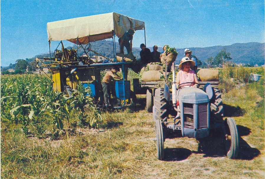 From chasing thieves to working 16-hour days, former tobacco farmers have rich memories of life on the land