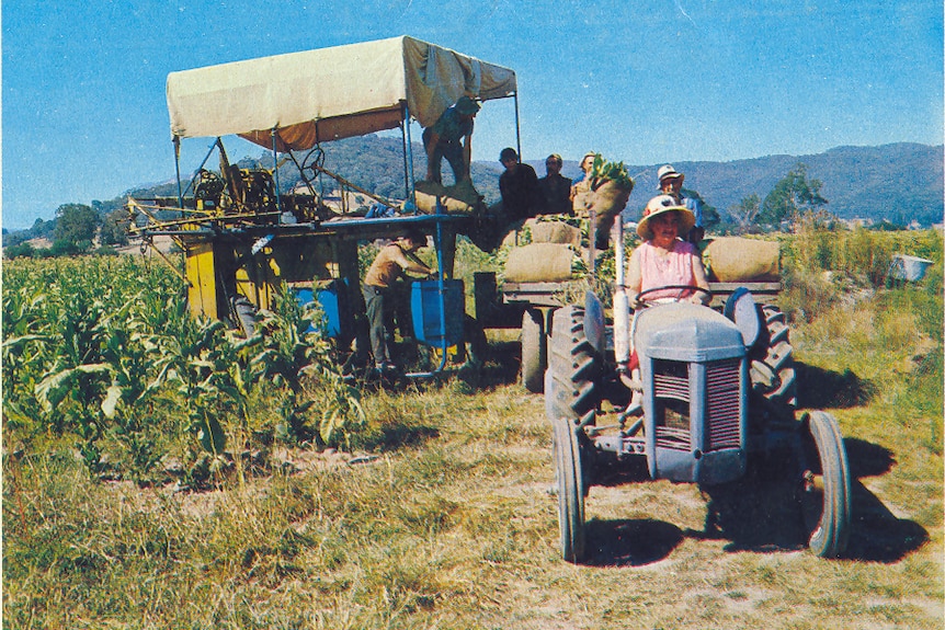 A woman drives a tractor during a tobacco harvest 