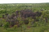 dead prickly acacia trees in scrub