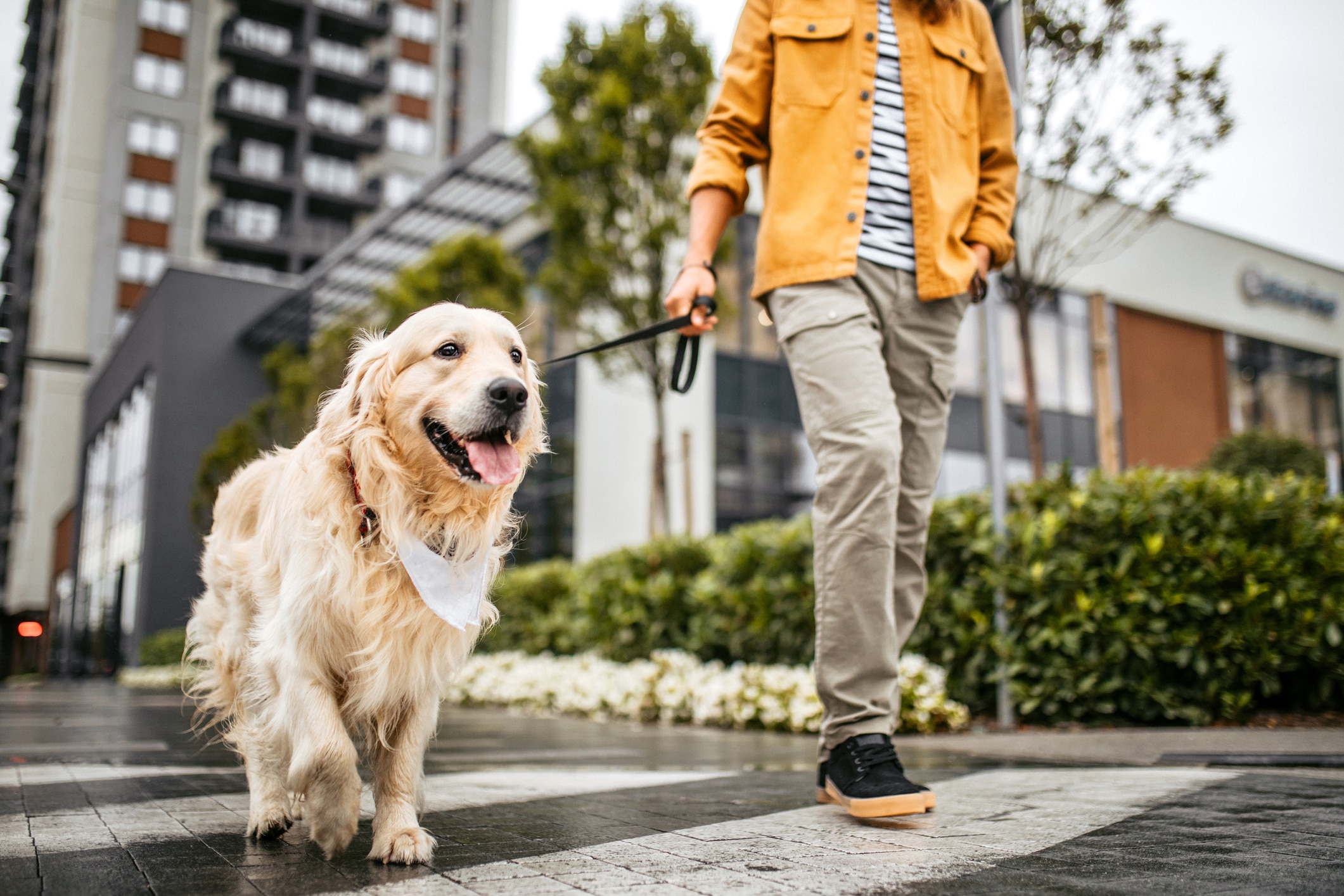 Young man walking a golden retriever on a city street