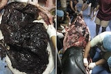 Two pictures: one showing a large mass of plastic bags inside an opened up whale, another showing some flesh removed