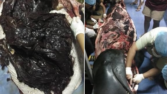 Two pictures: one showing a large mass of plastic bags inside an opened up whale, another showing some flesh removed