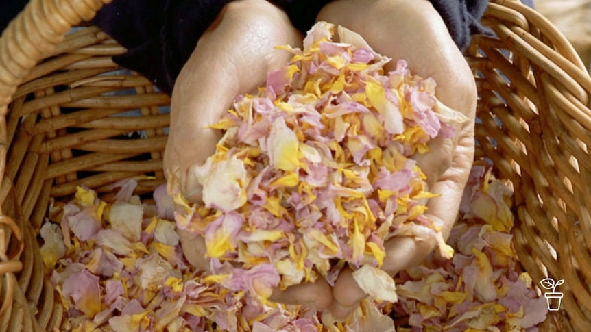 Hands scooping up dried petals from wicker basket
