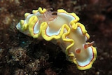 A vivid yellow and white sea slug with curly edges, known as ardeadoris rubroannulata, under water.