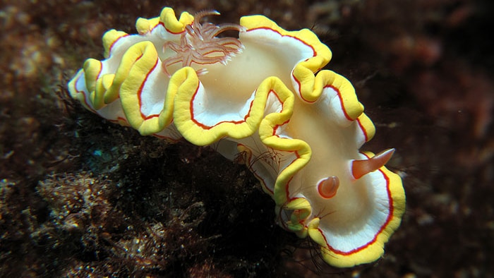 A vivid yellow and white sea slug with curly edges, known as ardeadoris rubroannulata, under water.