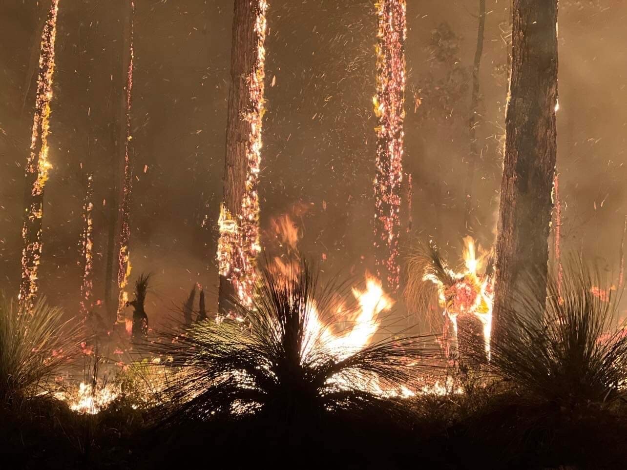 A section of bush is on fire