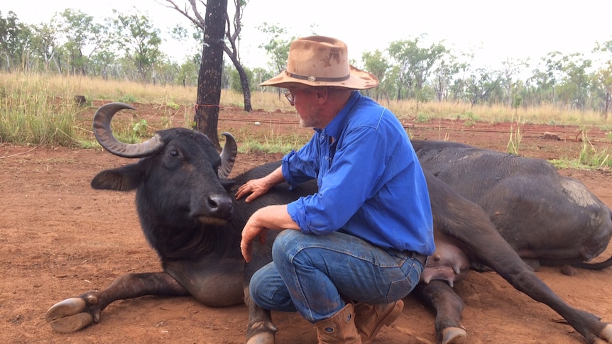 Geoff Arthur pats Fairy the buffalo who is lying down, looking at Geoff