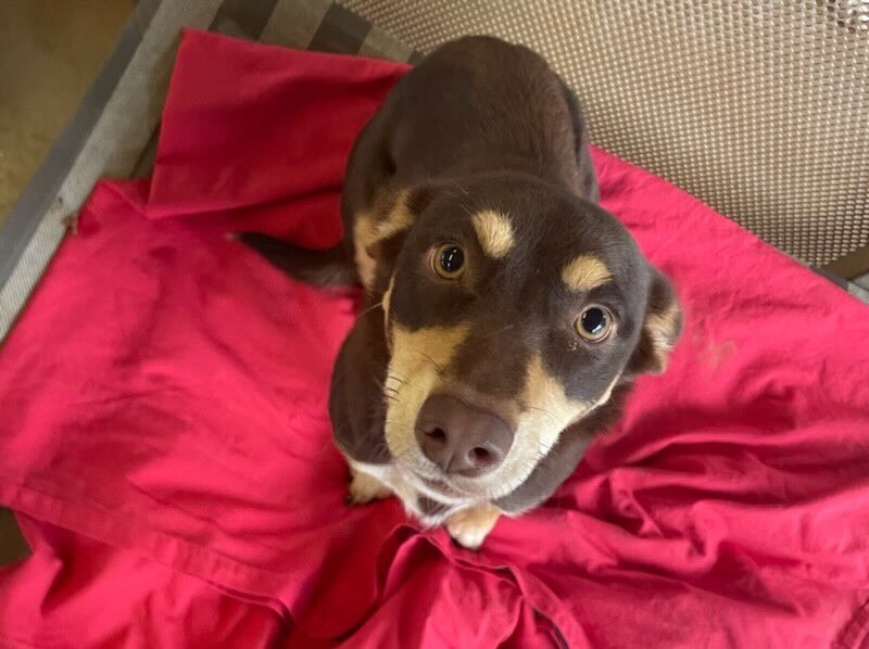 Alice Springs Animal Shelter pleads for help as pet surrenders spike