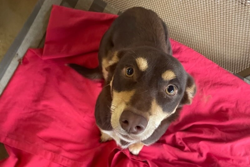 A brown and tan kelpie dog sitting on a red blanket.