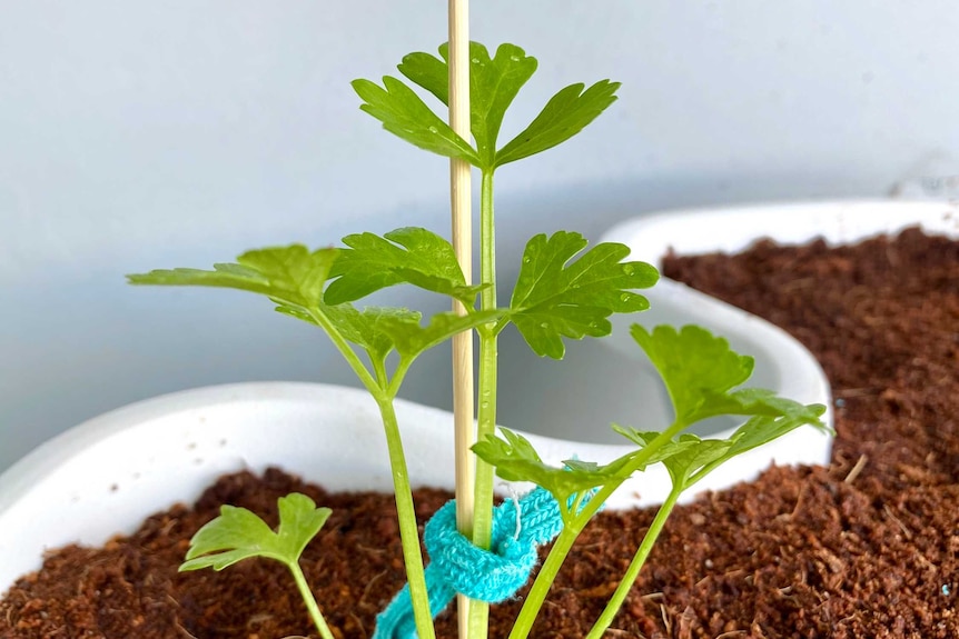 A parsley seedling is staked with a bamboo skewer, protecting it from winds on an apartment balcony.