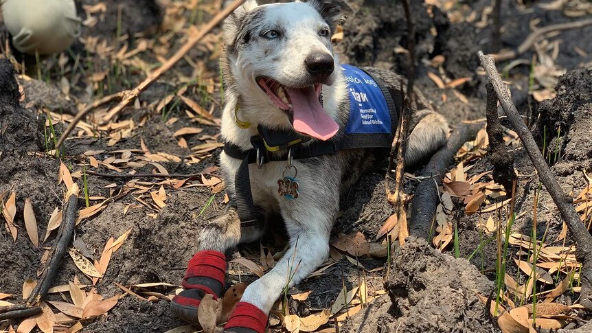 Bear, a dog trained to detect injured koalas, sits in the bush, wearing special shoes on his paws.