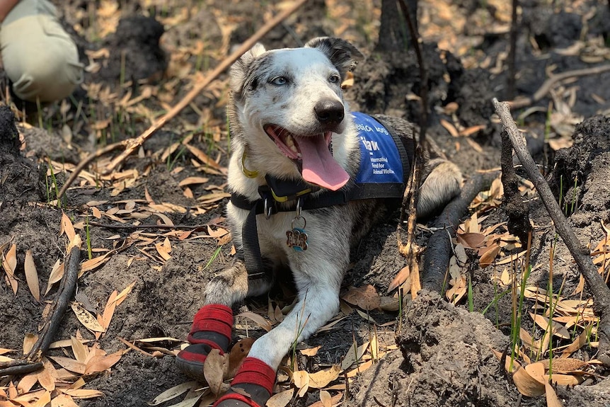 Bear, a dog trained to detect injured koalas, sits in the bush, wearing special shoes on his paws.