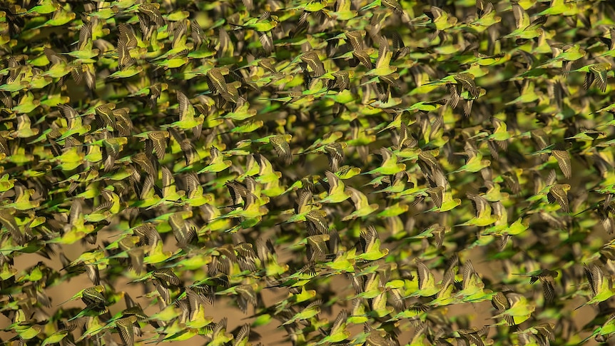 A flock of hundreds of green and yellow parrots flying, filling the entire frame.