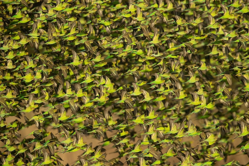 A flock of hundreds of green and yellow parrots flying, filling the entire frame.