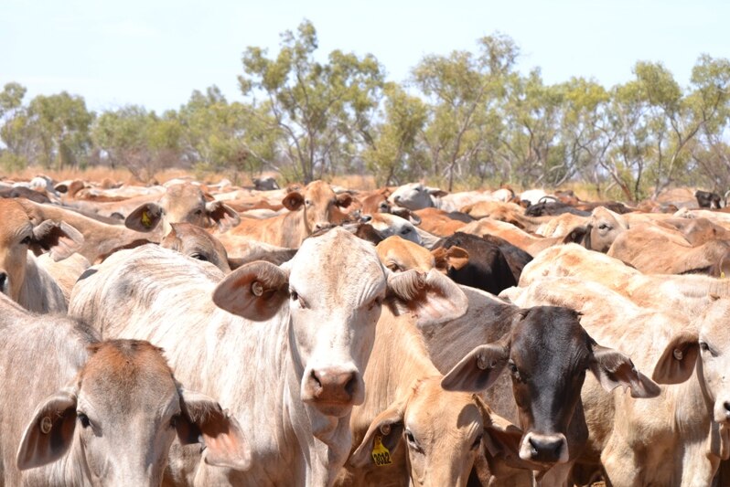 Cattle in holding yard on a QLD stock route