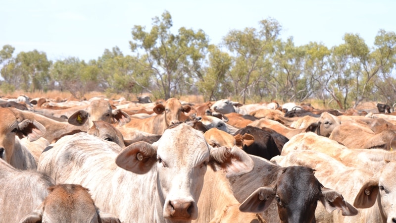 Cattle in holding yard on a QLD stock route