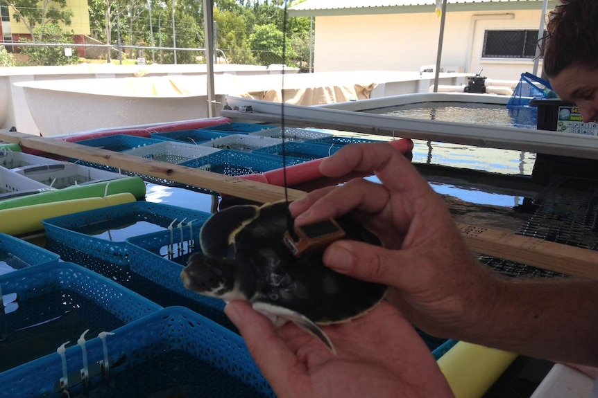 The tracking device on one of the flatback turtles.