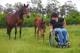 Image of a woman in a wheelchair with two horses. 