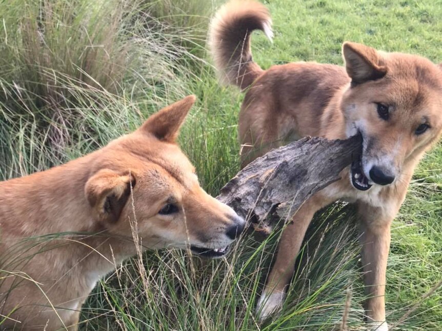 Two dingoes pull at either side of a piece of tree bark.