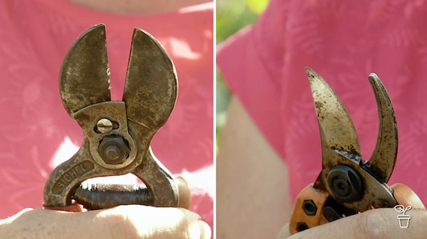 A pair of anvil secateurs and a pair of bypass secateurs.