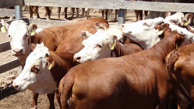 Picture of Hereford cattle in a yard.