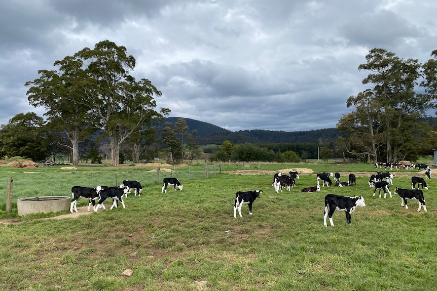 A dozen newly born calves graze in a lush green paddock.